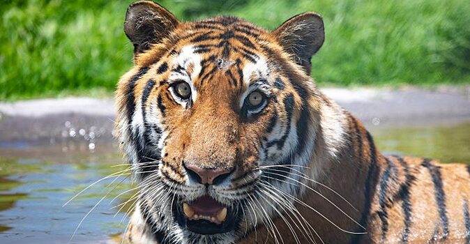 17 больших кошек, спасённых от цирковых представлений обрели свободу в заповеднике в Южной Африке