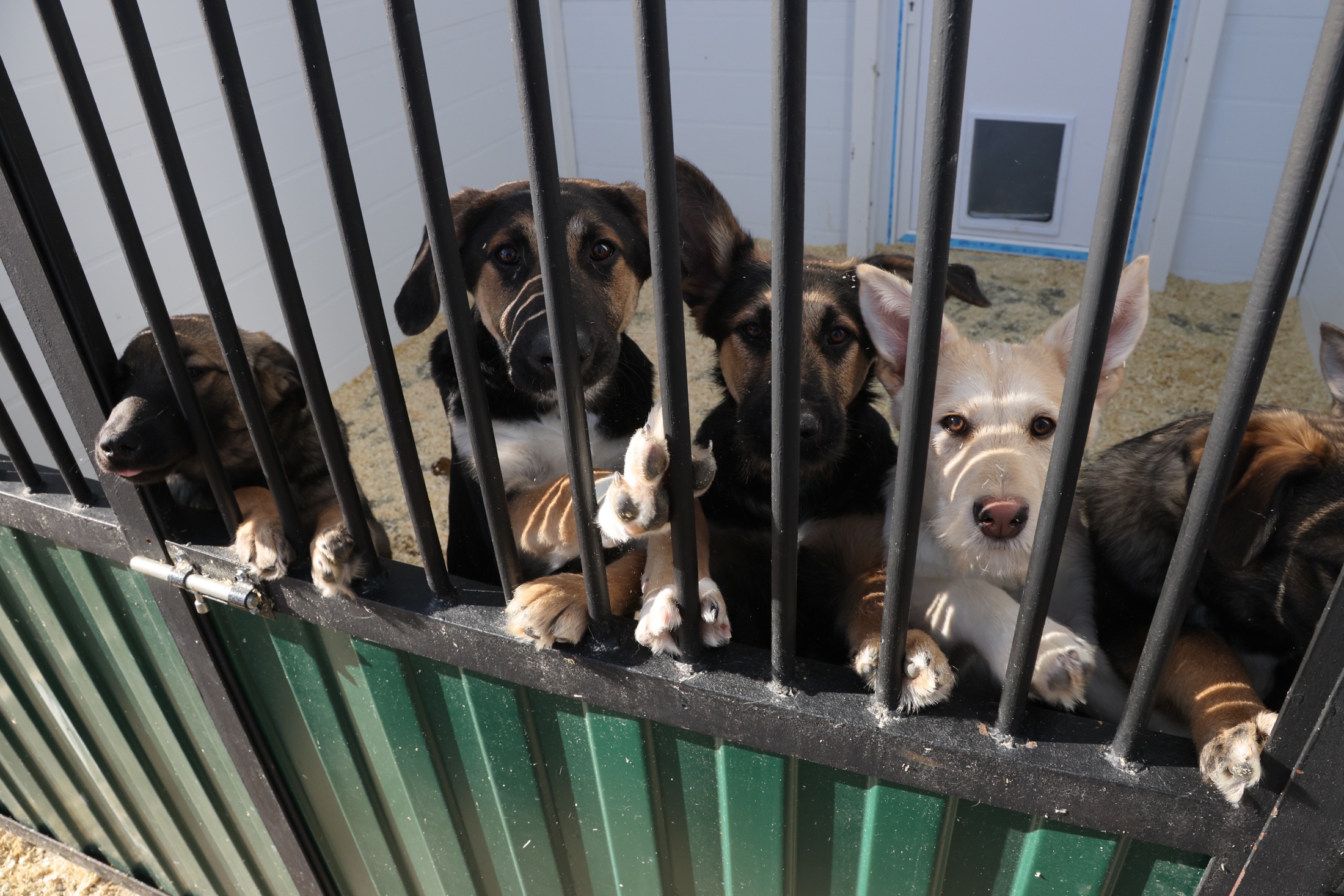 В Санкт-Петербурге построят два государственных приюта для бездомных животных