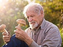 Специалисты предупредили об опасности сбора грибов в Нижегородской области