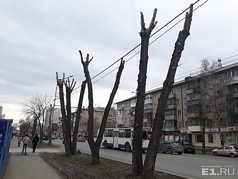 Ещё полсотни тополей в Екатеринбурге пойдут под нож