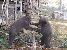 Турист запечатлел борьбу, не поделивших территорию косолапых детёнышей