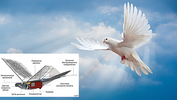 Как устроены китайские дроны, замаскированные под голубей