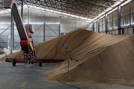 20 декабря в госфонд закуплено 48,06 тысячи тонн зерна