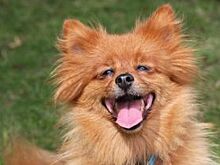 Под Ярославлем шпиц стал причиной ДТП