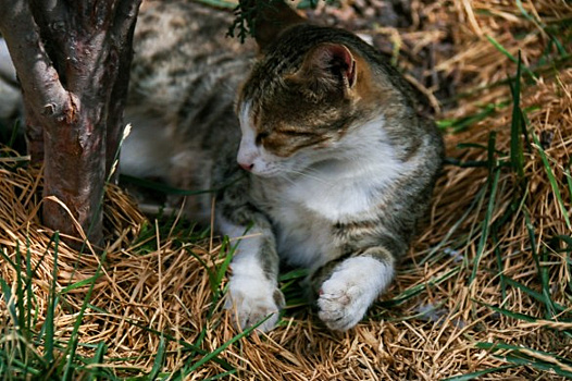 Необычного кота украли во Владивостоке
