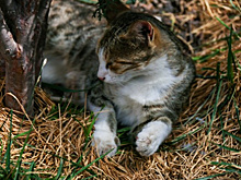 Необычного кота украли во Владивостоке