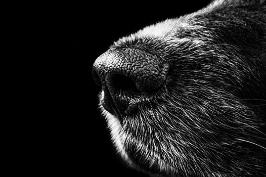 В Сызрани ищут добровольцев для спасения собаки со смертельной ловушкой на голове