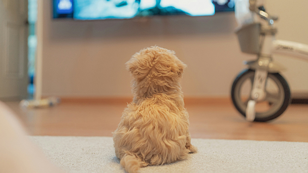 Ученые выяснили, что собаки больше всего любят смотреть по телевизору