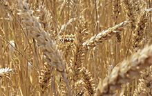 Три верхние строчки башкирского экспорта АПК с начала 2023 года занимают пшеница, лен и ячмень
