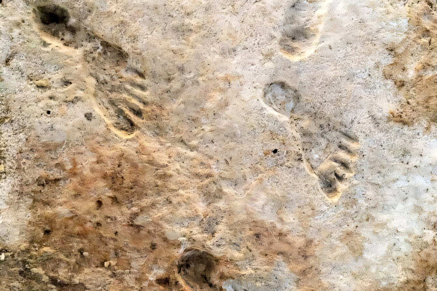 SciAdv: люди появились в Северной Америке на 10 тыс. лет раньше прежних оценок