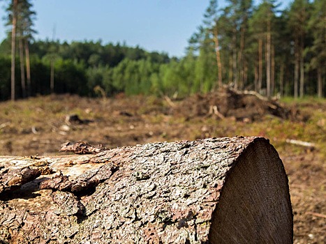 Аргентина запустит спутник для защиты лесов