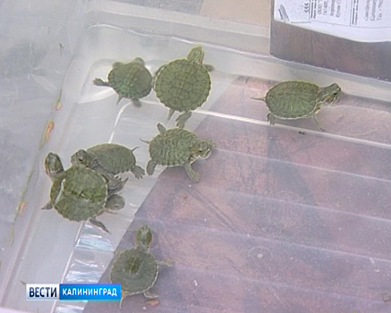 В Калининграде вновь появились уличные торговцы черепахами