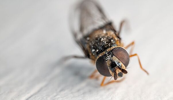 Туристы пожаловались на четырехзвездочный отель в Шарм-эль-Шейхе