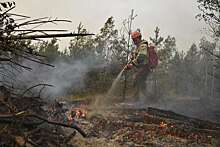 Глава Рослесхоза: площадь лесных пожаров в России составляла 4,3 млн гектаров