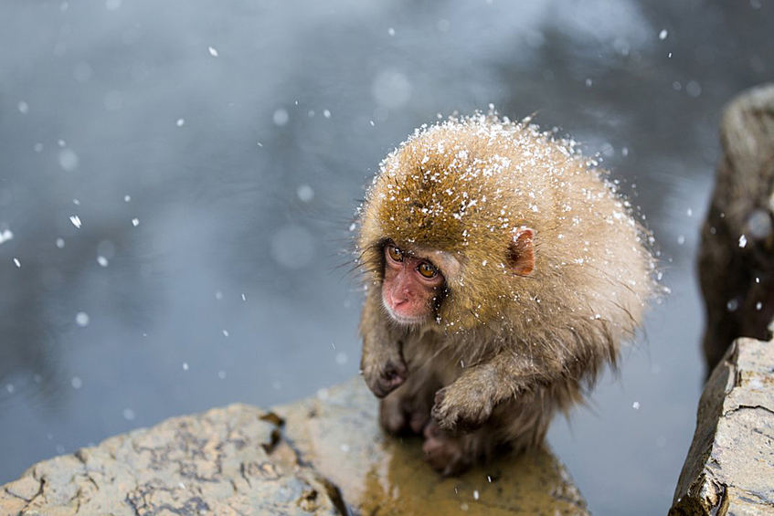 Маленькая обезьянка в префектуре Нагано. Финалист в номинации «Естественный мир»
