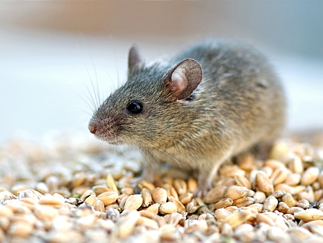 Мыши поумнели, живя рядом с человеком