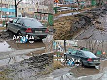 На дынном дереве в «Аптекарском огороде» появились плоды