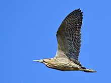 В заказнике Республики Коми увеличилась численность двух видов краснокнижных птиц