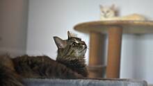 Зоопсихолог Левченко объяснила, почему кошки урчат и ложатся на больное место