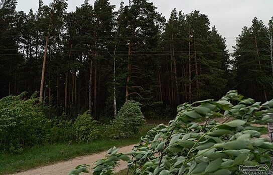 МЧС предупредило о грозах, ливнях и сильном ветре в Свердловской области