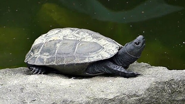 Две редкие черепахи избежали смерти на местном рынке