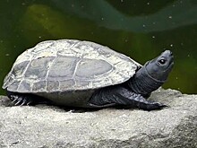 Две редкие черепахи избежали смерти на местном рынке