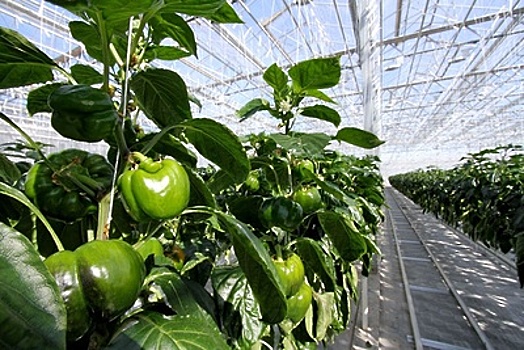 Более 90 тыс. тонн овощей собрали в подмосковных теплицах с начала года