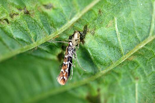 Инвазивная каштановая моль вызвала гибель лесов в половине российских регионов
