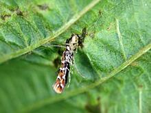 Инвазивная каштановая моль вызвала гибель лесов в половине российских регионов