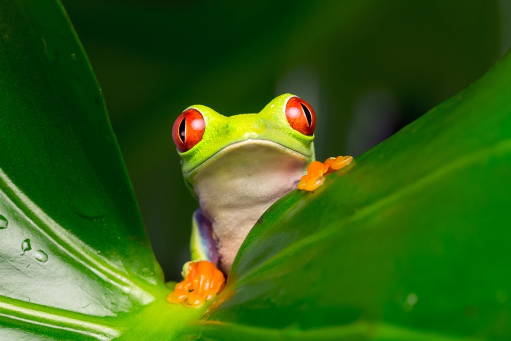 В Перу обнаружена неопознанная сумчатая лягушка