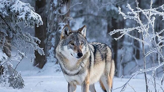 В Белохолуницком районе волки загрызли охотничьих собак