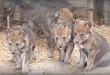 В Большереченском зоопарке на свет появились сразу семеро волчат (Видео)