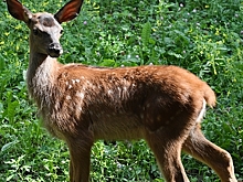 В российском регионе на волю отпустили молодых маралов