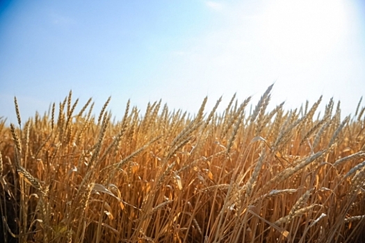 Волгоградский фермер нарушил правила декларирования урожая