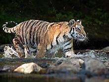 Мужчина в Индии ударил тигра палкой и спас жизнь другу