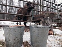Россия разрешила поставку кормов еще двум немецким производителям
