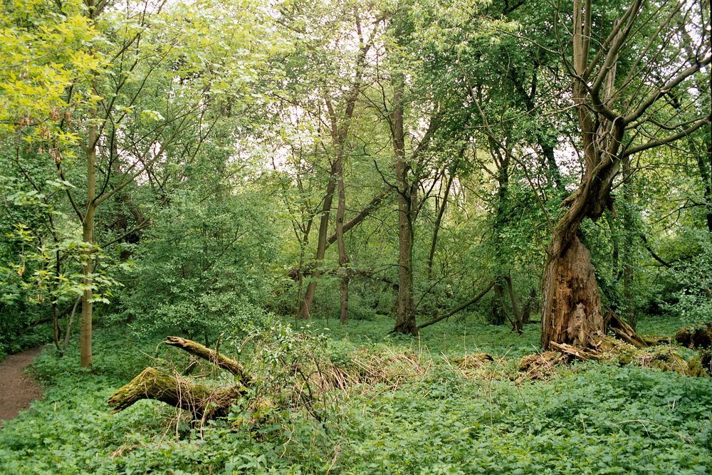 Кепа Базарова, Торунь, Польша