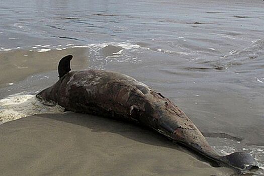 Установлена причина гибели дельфинов в Черном море