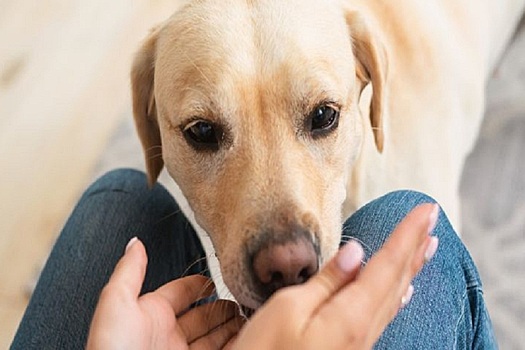 Специалисты научили собак распознавать болезнь Паркинсона с точностью до 90%