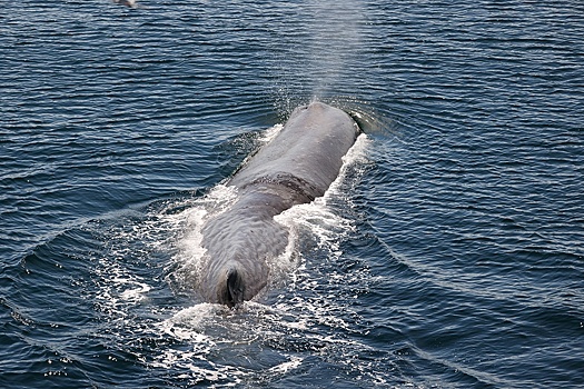 Запустят туры для наблюдения за китами на Шпицбергене