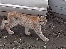 Рысь, которая прогуливалась по Петрозаводску, поймали инспекторы Минприроды