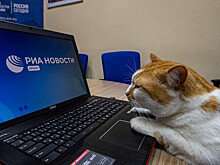 Стало известно, где теперь работает кот Мостик
