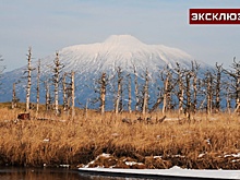 «Короед пожирает живые деревья»: эксперт сообщил об экологическом крахе Сахалина