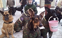 Зоозащитники и их противники назвали утопией способ избавления Курска от бродячих собак, предложенный Виктором Карамышевым