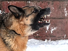 Комитет ГД одобрил увеличение штрафов для владельцев за нападения их питомцев