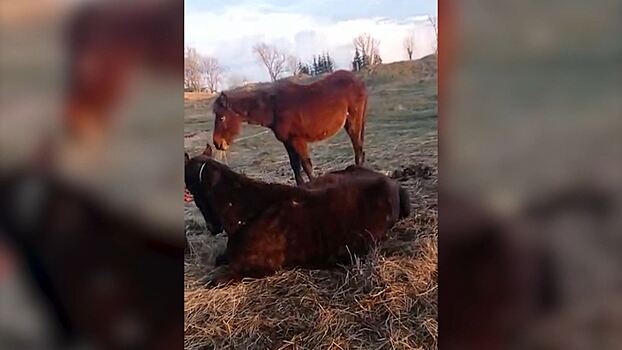 В Зеленоградском районе конокрад неделю держал лошадей впроголодь