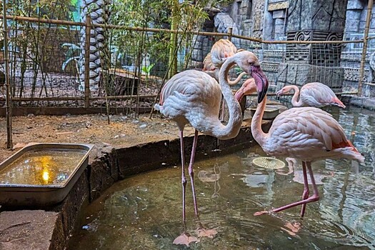 Финансирование восстановления редких птиц сокращается на Кубани