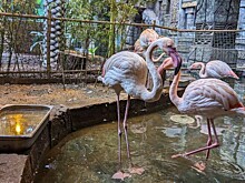 Финансирование восстановления редких птиц сокращается на Кубани