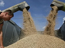 Индия может закупить у России 9 млн тонн пшеницы
