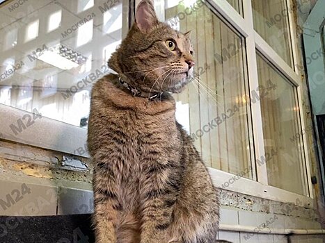 Коту-пожарному Толику сделали контрольные обмеры для пошива